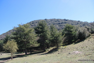 Cipollazzo